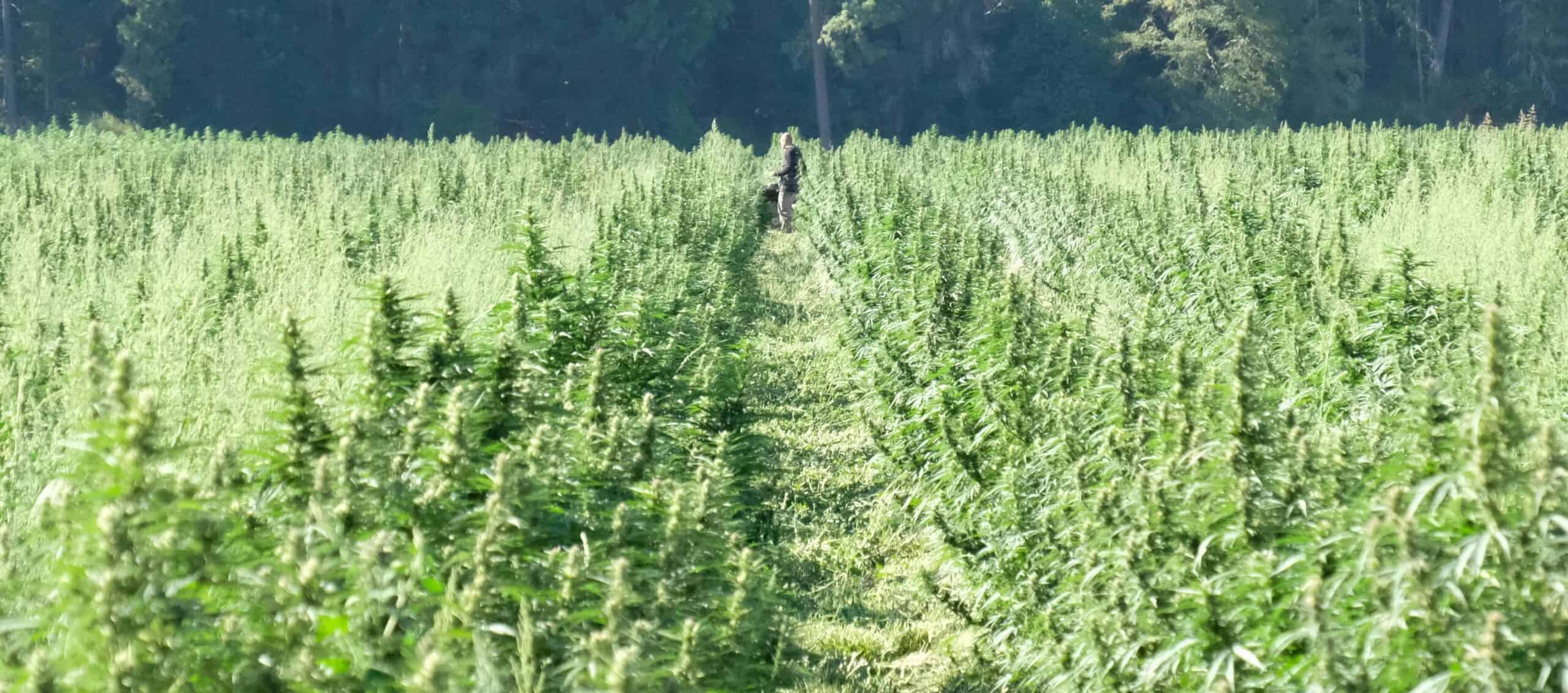 Can You Be Arrested for Hemp in Texas? | Legal Guide 2026